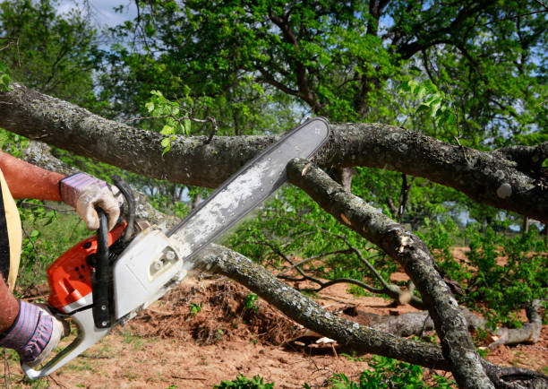 Madison, WV  Tree Services Company